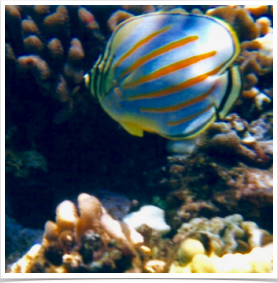 Ornate Butterflyfish (Chaetodon ornatissimus) - at Hawaiian's seaward reefs. 